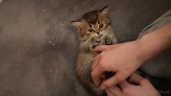 Koťata WHISKAS - 9