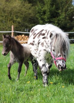 Prodám minihorse - miniappaloosa hřebeček - 9
