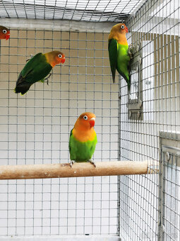 Agapornis Fischeri - 9