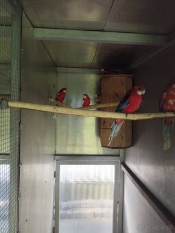 Rosela modrá na ino - 9