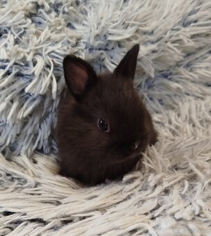 Zakrslý krátkouchý s VP - 9