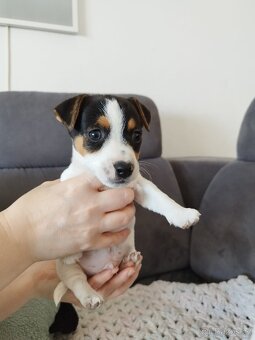Jack Russell štěňátka - 9