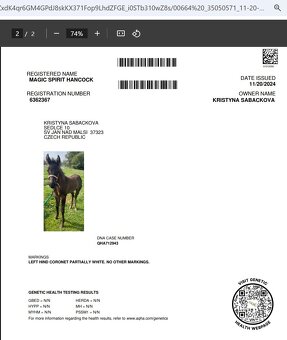 QH Hřebeček Blue Roan - 9