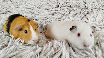 Morče, Morčátko, Morčátka, Morčata - VILÍK A TOMÍK - 9