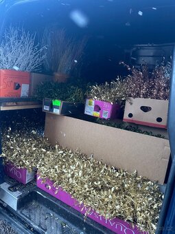 Prodáme vánoční jmelí 🌿🌿 - 9