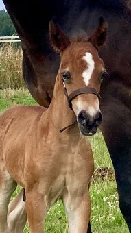 Koně od 50 tis. - Welsh Cob - 9