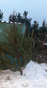 Vánoční stromky, stromečky, špičky a větve na výzdobu - 9