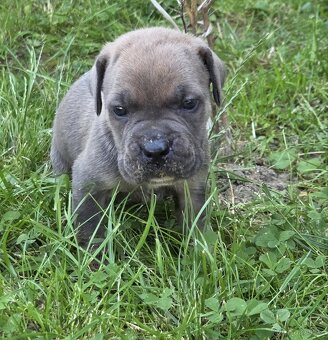 cane corso - 9