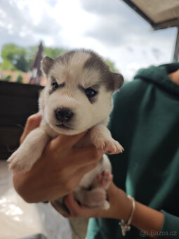 Štěnátka SIBIŘSÁ HUSKY - 9