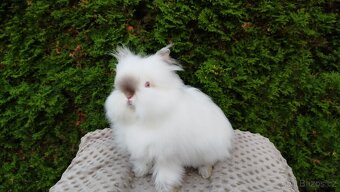 Zakrslý králík, králíček -(TEDDY)-ONDŘEJ A OTA - 9