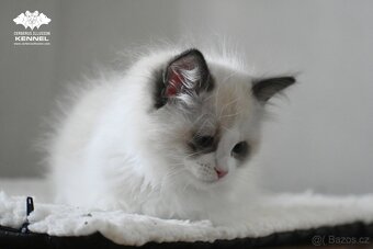 Ragdoll s PP – nádherná seal bicolor kočka na výstavy a chov - 9