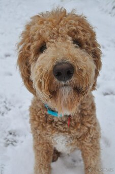 Goldendoodle F1 - 9