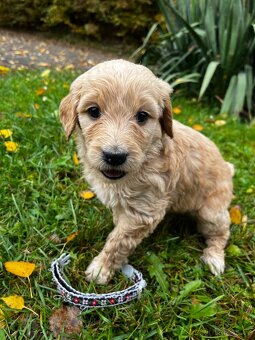 Goldendoodle šteniatka F2 - 9