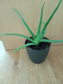 Aloe vera - 9