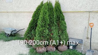 Tuja Smaragd, vavrínovec, červienka - Zlín - 9
