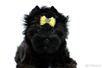 yorkshire terrier black s PP - 9