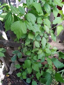 Ibišek syrsky-keř s napadnými květy. ♤ - 9