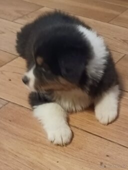 Australský ovčák s PP - 9