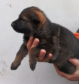 Německý ovčák - štěňata - 9