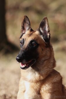 Belgický ovčák - Malinois - krásné fenky pouze s PP - 9