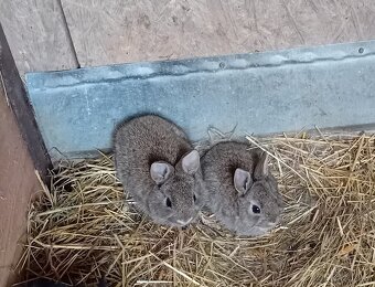 Prodám zakrslé králíčky - 9