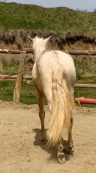Lusitano klisna PSL v exkluzivní barvě palomino DUN - 9