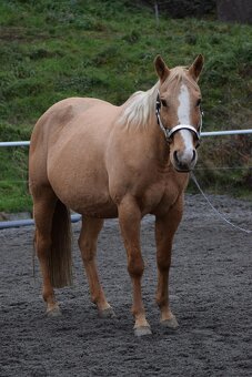 Roční klisna, kobylka AQH, QH, USA papíry - 9