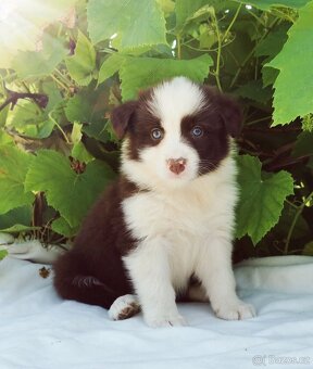 Border kolie , Collie , kolia - 9