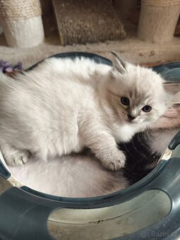Ragdoll kocourek bez PP - 9