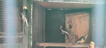 Prodám Penant červený straka, Papoušek Horský, Kakadu Růžový - 9