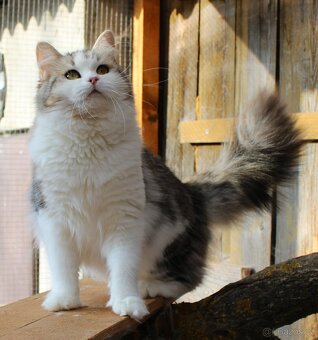 Sibiřská kočka - 9