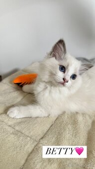 Ragdoll koťátka s PP - 9