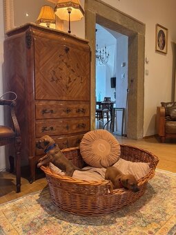 Rhodéský ridgeback s PP - 9