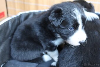 Štěňata Border kolie - 9