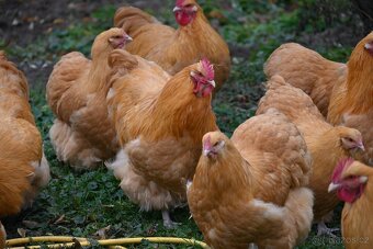 Kohouti orpingtonky - 9