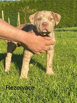 American Bully - 9