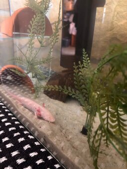 Axolotl - 9