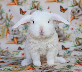 Zakrslí rex beránci . - 9