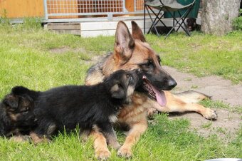 Německý ovčák - štěňata jen s PP - 9