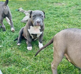 American Bully s PP - 9