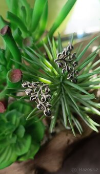 Náušnice stříbro - 9