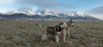 štěnátka Sibiřský Husky - 9