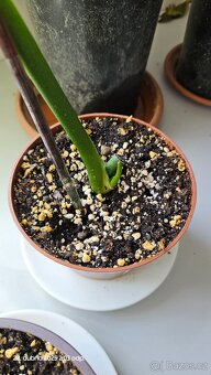 Monstera esqueleto - 9