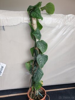Monstera Dubia - 9