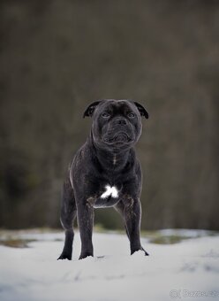 Stafordšírský bulteriér - Krycí pes - 9