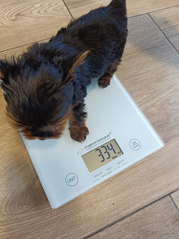MIKRO YORK Yorkshire Terrier XXXS Neuvěřitelný WIDEO - 9