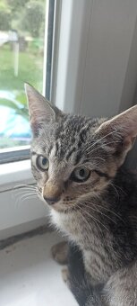 Po mamince kanadský sphynx, tatínek Evropan nabízíme kocourk - 9