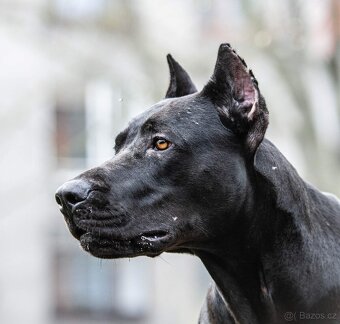 Dobrman x APBT,bandog,ast,bullherder - 9