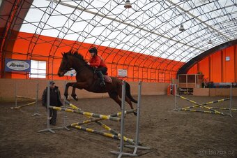 Prodám valacha A1/1 - 9