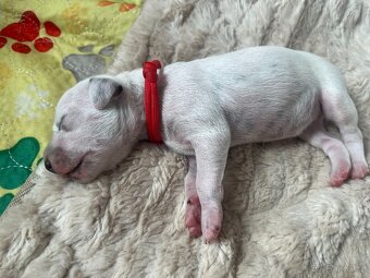 Dalmatin štěně s PP - 9